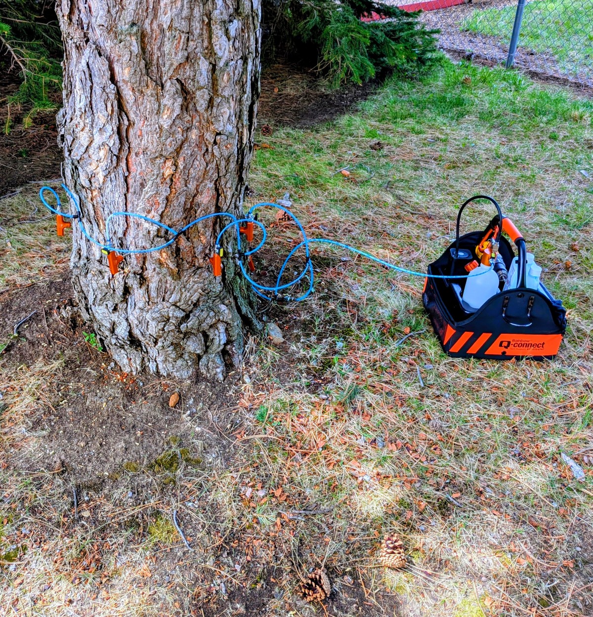 Pine Protection 