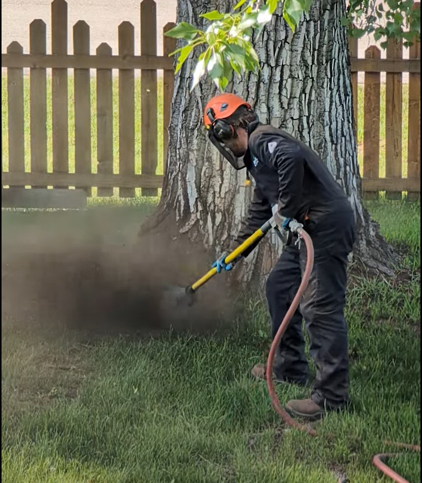 Root Crown Excavation