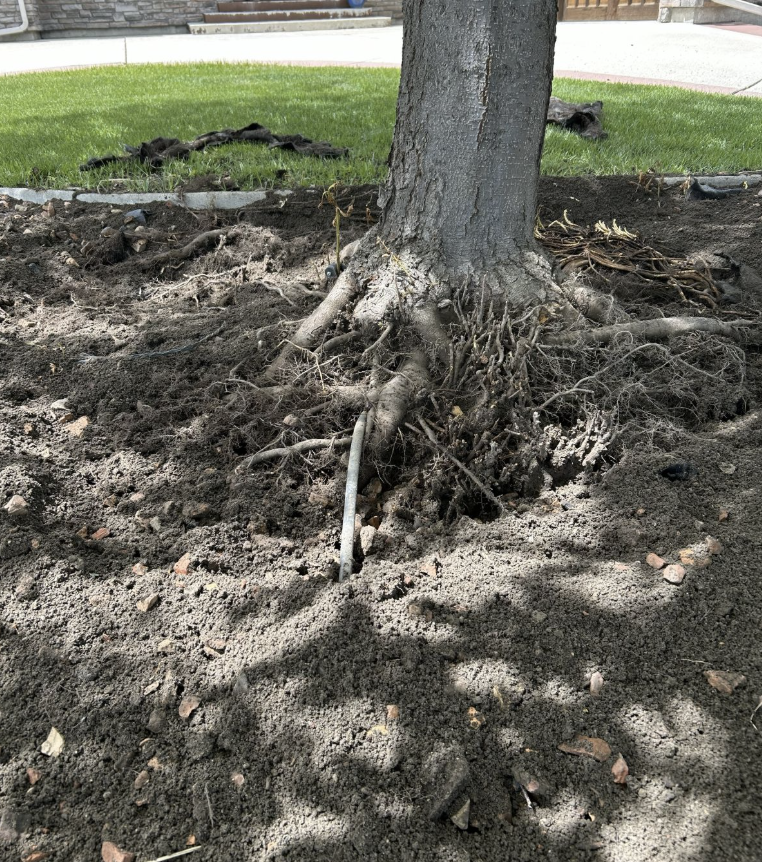 Root Crown Excavation