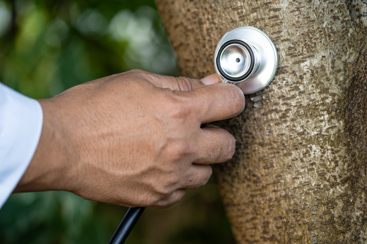 Tree Wellness Program