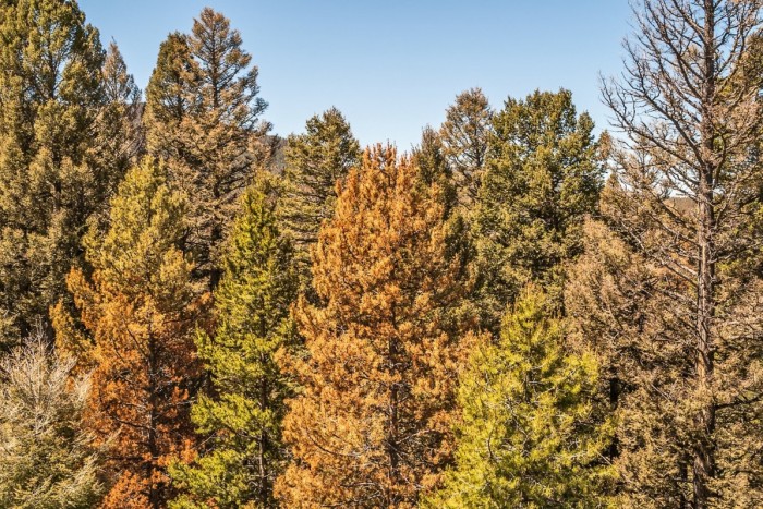 Pine Protection 