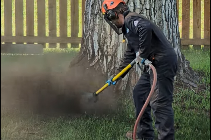 Root Crown Excavation